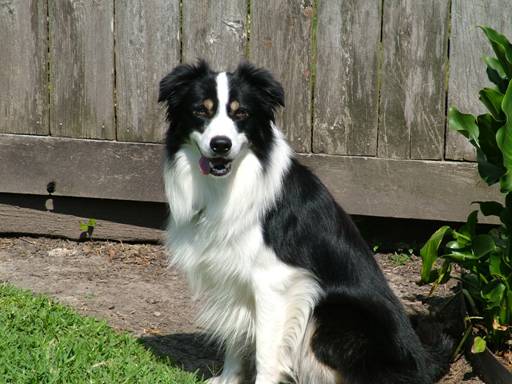 Isn't Rip a handsome dog!